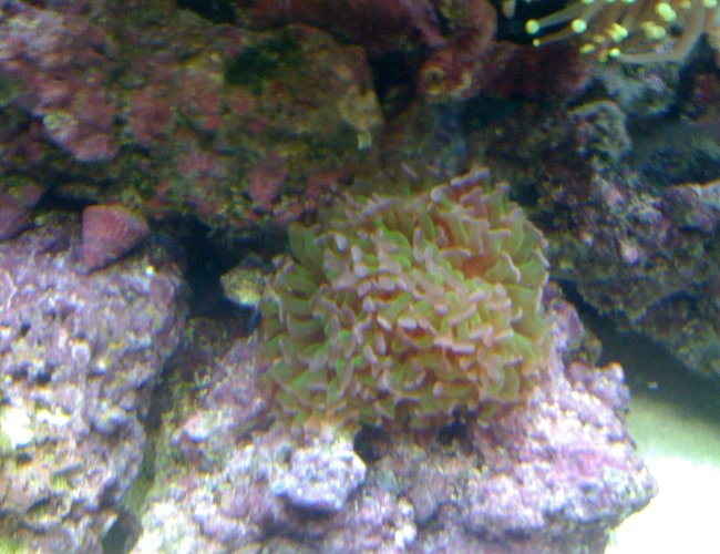 corals inverts - euphyllia paranchora - hammer / anchor coral, branching stocking in 120 gallons tank - Hammer 2 heads corals inverts - euphyllia paranchora - hammer / anchor coral, branching stocking in 120 gallons tank - Hammer 2 heads