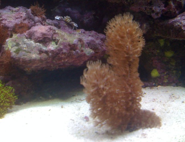 corals inverts - eunicea sp. - large polyped gorgonian stocking in 120 gallons tank - gorgian 5 in tall an has 2 arms corals inverts - eunicea sp. - large polyped gorgonian stocking in 120 gallons tank - gorgian 5 in tall an has 2 arms