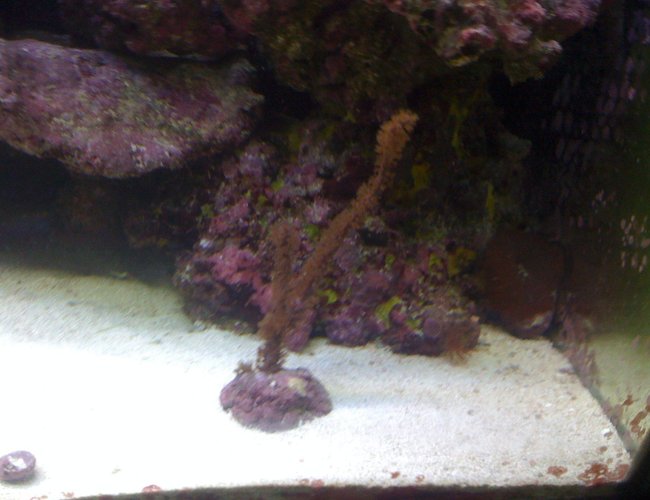 corals inverts - muricea laxa - silver muricea gorgonian stocking in 120 gallons tank - gorgian about 7 in tall corals inverts - muricea laxa - silver muricea gorgonian stocking in 120 gallons tank - gorgian about 7 in tall
