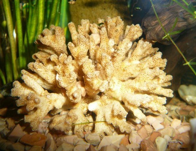 corals inverts - sinularia sp. - finger leather coral stocking in 50 gallons tank - coral corals inverts - sinularia sp. - finger leather coral stocking in 50 gallons tank - coral