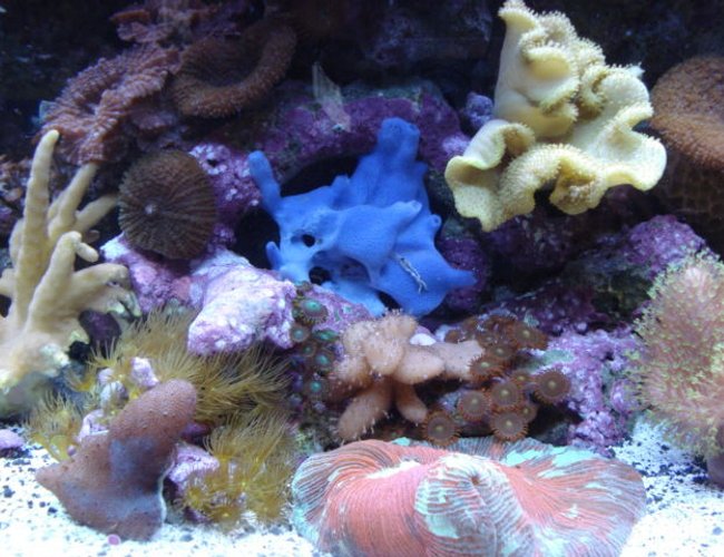 corals inverts - rhodactis inchoata - bullseye mushroom stocking in 34 gallons tank - More Corals corals inverts - rhodactis inchoata - bullseye mushroom stocking in 34 gallons tank - More Corals