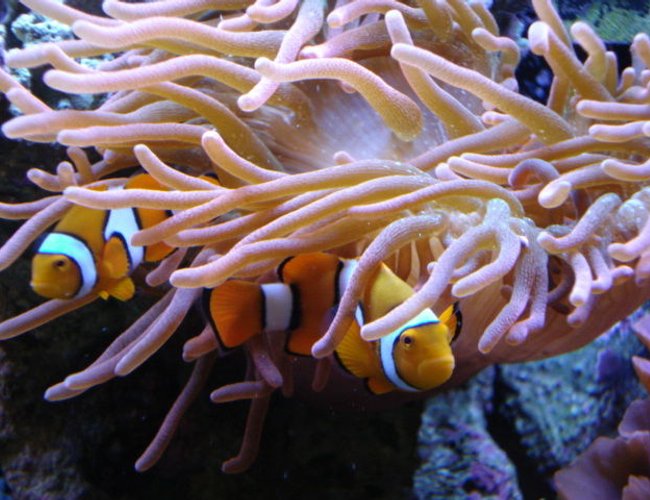corals inverts - heteractis crispa - sebae anemone stocking in 34 gallons tank - Clowns corals inverts - heteractis crispa - sebae anemone stocking in 34 gallons tank - Clowns
