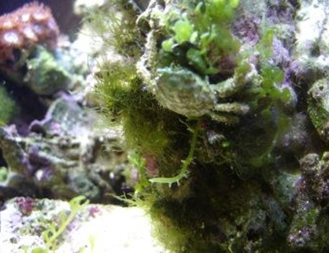 corals inverts - mithrax sculptus - emerald crab stocking in 14 gallons tank - Emerald Crab corals inverts - mithrax sculptus - emerald crab stocking in 14 gallons tank - Emerald Crab