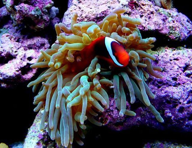 corals inverts - entacmaea quadricolor - anemone stocking in 15 gallons tank - bta with hosting tomato clown corals inverts - entacmaea quadricolor - anemone stocking in 15 gallons tank - bta with hosting tomato clown