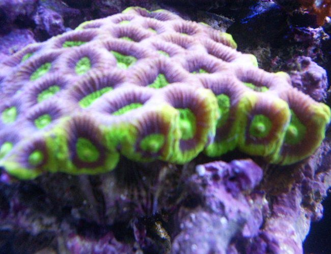 corals inverts - favites sp. - prisim favia colony stocking in 24 gallons tank corals inverts - favites sp. - prisim favia colony stocking in 24 gallons tank