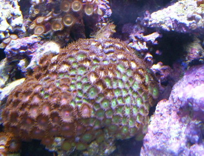 corals inverts - zoanthus sp. - colony polyp stocking in 24 gallons tank - mixed zoas corals inverts - zoanthus sp. - colony polyp stocking in 24 gallons tank - mixed zoas