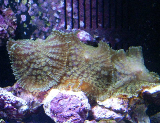 corals inverts - rhodactis inchoata - bullseye mushroom stocking in 24 gallons tank - green fuzzy mushrooms corals inverts - rhodactis inchoata - bullseye mushroom stocking in 24 gallons tank - green fuzzy mushrooms