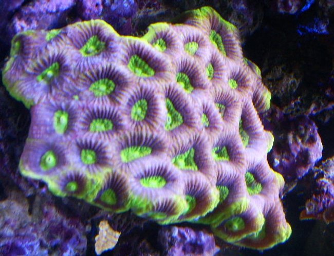 corals inverts - favites sp. - prisim favia colony stocking in 24 gallons tank - blue/purple green eye favia brain corals inverts - favites sp. - prisim favia colony stocking in 24 gallons tank - blue/purple green eye favia brain