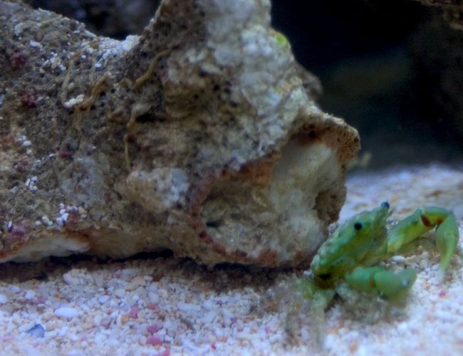 corals inverts - mithrax sculptus - emerald crab stocking in 26 gallons tank - Emerald crab corals inverts - mithrax sculptus - emerald crab stocking in 26 gallons tank - Emerald crab