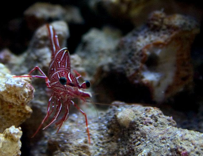 corals inverts - rhynchocinetes durbanensis - camel shrimp stocking in 26 gallons tank - Camel shrimp in my 3 gallon nano. corals inverts - rhynchocinetes durbanensis - camel shrimp stocking in 26 gallons tank - Camel shrimp in my 3 gallon nano.