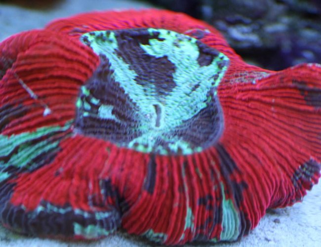 corals inverts - trachyphyllia geoffroyi - brain coral stocking in 110 gallons tank - Brains are cool corals inverts - trachyphyllia geoffroyi - brain coral stocking in 110 gallons tank - Brains are cool