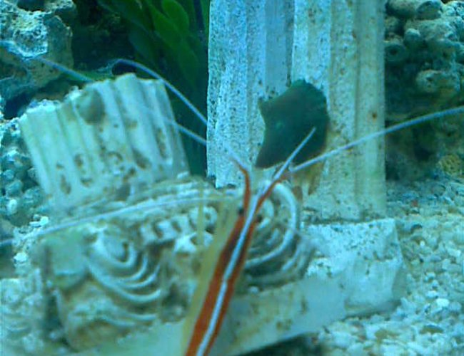 corals inverts - lysmata amboinensis - scarlet skunk cleaner shrimp stocking in 50 gallons tank - cleaner shrimp corals inverts - lysmata amboinensis - scarlet skunk cleaner shrimp stocking in 50 gallons tank - cleaner shrimp
