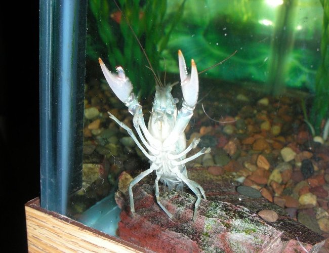 corals inverts - procambarus sp. - hammers cobalt blue lobster stocking in 75 gallons tank - crawdad trying to climb to get some bloodworms corals inverts - procambarus sp. - hammers cobalt blue lobster stocking in 75 gallons tank - crawdad trying to climb to get some bloodworms