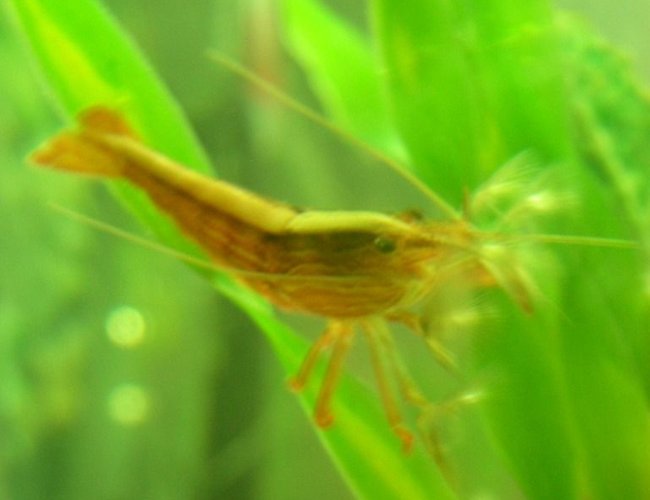 corals inverts - atyopsis moluccensis - bamboo shrimp stocking in 75 gallons tank - filtering bamboo shrimp corals inverts - atyopsis moluccensis - bamboo shrimp stocking in 75 gallons tank - filtering bamboo shrimp