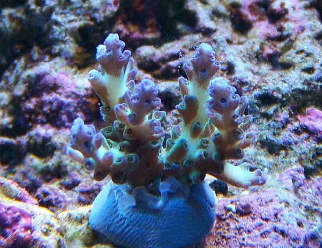 corals inverts - acropora sp. - pearlberry acro frag (ora) stocking in 75 gallons tank - ORA Pearl Berry Acro corals inverts - acropora sp. - pearlberry acro frag (ora) stocking in 75 gallons tank - ORA Pearl Berry Acro