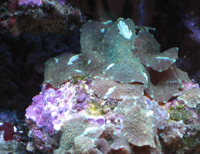 corals inverts - actinodiscus sp. - green fluorescent mushroom stocking in 55 gallons tank - Green Mushrooms corals inverts - actinodiscus sp. - green fluorescent mushroom stocking in 55 gallons tank - Green Mushrooms