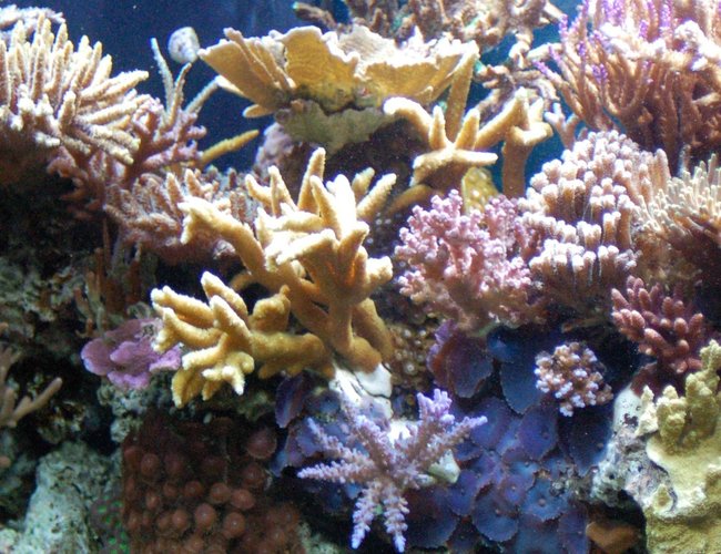 corals inverts - seriatopora hystrix - birdsnest coral stocking in 125 gallons tank - Corals -
SPS, LPS, - various - Zoo's, Acanthastrea, Monti's, Acro's, clams, ricordea's, pink and neon birdsnest, catspaw
Fish -
Blue Hippo Tang, Yellow Tang, Vlamingi Tang, Pair of Percula Clowns, Fairy Wrasse, Lawnmower Blenny, blue starfish, Pair of Pajama Cardinal's corals inverts - seriatopora hystrix - birdsnest coral stocking in 125 gallons tank - Corals -
SPS, LPS, - various - Zoo's, Acanthastrea, Monti's, Acro's, clams, ricordea's, pink and neon birdsnest, catspaw
Fish -
Blue Hippo Tang, Yellow Tang, Vlamingi Tang, Pair of Percula Clowns, Fairy Wrasse, Lawnmower Blenny, blue starfish, Pair of Pajama Cardinal's