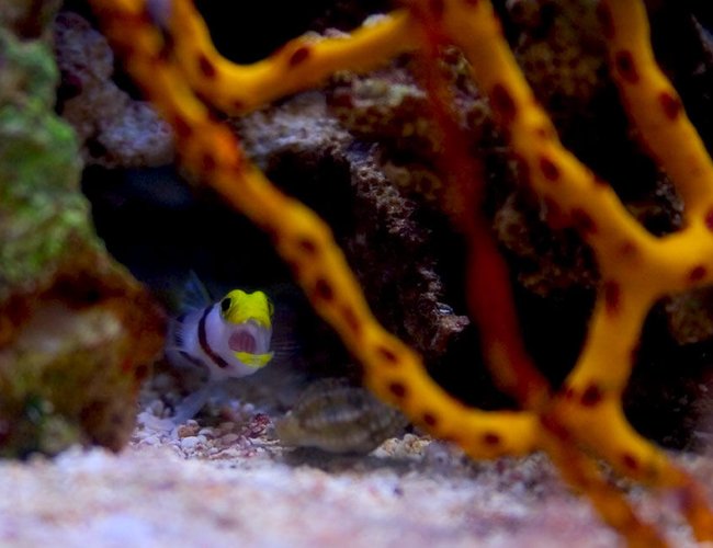 corals inverts - diodogorgia nodulifera - yellow finger gorgonian stocking in 26 gallons tank - My hi fin red banded shrimp goby, Aria, telling a nassarius snail to beat it. corals inverts - diodogorgia nodulifera - yellow finger gorgonian stocking in 26 gallons tank - My hi fin red banded shrimp goby, Aria, telling a nassarius snail to beat it.