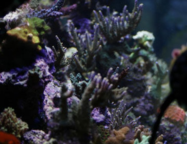 corals inverts - acropora sp. - branching acropora coral stocking in 120 gallons tank - 120 gallon reef corals inverts - acropora sp. - branching acropora coral stocking in 120 gallons tank - 120 gallon reef