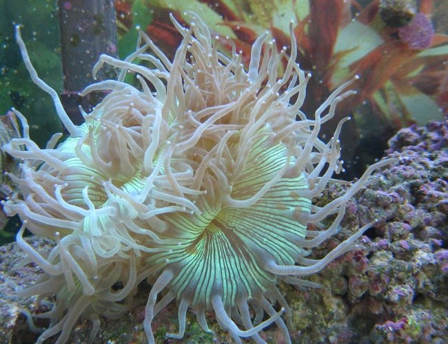 corals inverts - catalaphyllia jardinei - elegance coral stocking in 125 gallons tank - Australian Elegance Coral corals inverts - catalaphyllia jardinei - elegance coral stocking in 125 gallons tank - Australian Elegance Coral