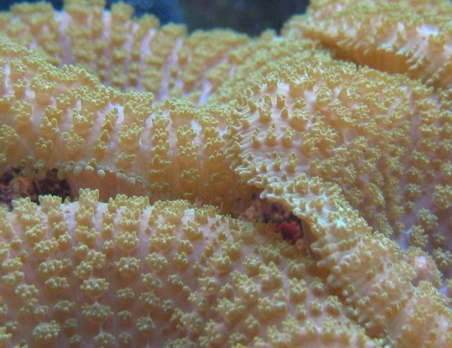 corals inverts - rhodactis indosinensis - hairy mushroom stocking in 125 gallons tank - Gotta love those mushroom closeups corals inverts - rhodactis indosinensis - hairy mushroom stocking in 125 gallons tank - Gotta love those mushroom closeups