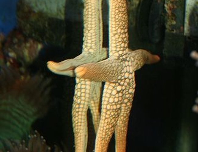 corals inverts - fromia sp. - marble sea star stocking in 40 gallons tank - Orange spotted starfish. He's such a character! corals inverts - fromia sp. - marble sea star stocking in 40 gallons tank - Orange spotted starfish. He's such a character!