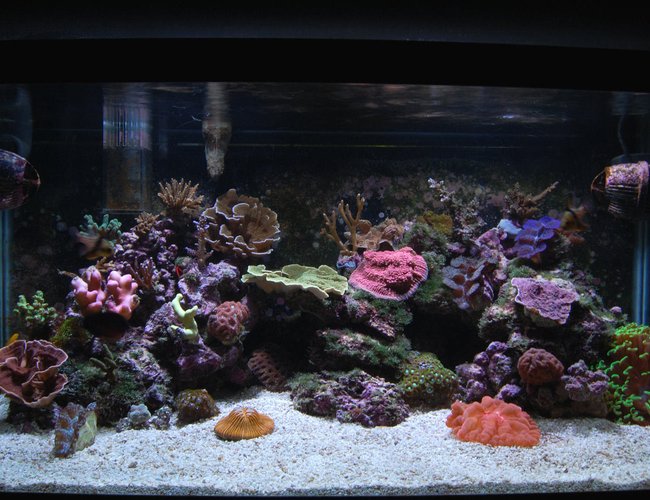corals inverts - montipora sp. - red aussie montipora stocking in 58 gallons tank - 40 gallon breeder. HOB skimmer by Reef Octopus, HOB fuge by CPR with additional skimmer. 2x150 MH by Current USA burning XM 15k bulbs. Moving towards SPS dominated. Three clams, a few LPS, zoanthids. Too many fish; true percula clown hosting the hammer coral, 2 pj cardinals, six line wrasse, clown goby, yasha hase, coral beauty angel, scooter blenny. I change 15 gallons per week because of the high bio load and to replenish trace minerals. nitrate, nitrate, phosphate = 0. dKH = 8-10. Calcium = 450+ Magnesium 1450-1500. Using the 'Balling' method to dose. corals inverts - montipora sp. - red aussie montipora stocking in 58 gallons tank - 40 gallon breeder. HOB skimmer by Reef Octopus, HOB fuge by CPR with additional skimmer. 2x150 MH by Current USA burning XM 15k bulbs. Moving towards SPS dominated. Three clams, a few LPS, zoanthids. Too many fish; true percula clown hosting the hammer coral, 2 pj cardinals, six line wrasse, clown goby, yasha hase, coral beauty angel, scooter blenny. I change 15 gallons per week because of the high bio load and to replenish trace minerals. nitrate, nitrate, phosphate = 0. dKH = 8-10. Calcium = 450+ Magnesium 1450-1500. Using the 'Balling' method to dose.