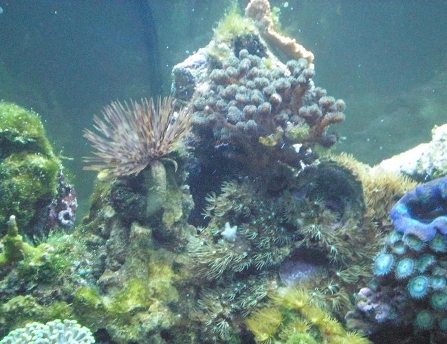 corals inverts - sabellastarte sp. - feather duster stocking in 29 gallons tank - Close up corals inverts - sabellastarte sp. - feather duster stocking in 29 gallons tank - Close up