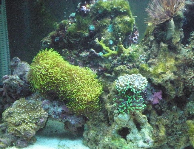 corals inverts - briareum sp. - starburst polyp stocking in 29 gallons tank - Close up corals inverts - briareum sp. - starburst polyp stocking in 29 gallons tank - Close up