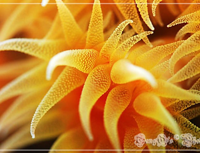 corals inverts - tubastrea faulkneri - orange sun coral stocking in 150 gallons tank - super suns polyps corals inverts - tubastrea faulkneri - orange sun coral stocking in 150 gallons tank - super suns polyps