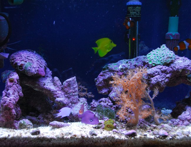 corals inverts - capnella sp. - kenya tree coral stocking in 20 gallons tank - 20 gallon saltwater tank.
Some corals, kenya tree, mushrooms etc.
Fish: one blue devil damsel, one yellow tang, one six line wrasse and two clown fish. corals inverts - capnella sp. - kenya tree coral stocking in 20 gallons tank - 20 gallon saltwater tank.
Some corals, kenya tree, mushrooms etc.
Fish: one blue devil damsel, one yellow tang, one six line wrasse and two clown fish.