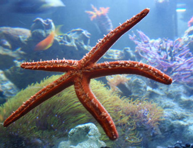 corals inverts - linckia laevigata - linckia starfish stocking in 144 gallons tank - Orange Linkia corals inverts - linckia laevigata - linckia starfish stocking in 144 gallons tank - Orange Linkia