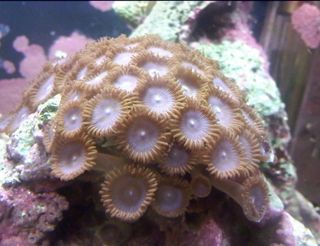 corals inverts - protopalythoa sp. - button polyp stocking in 10 gallons tank - another close up corals inverts - protopalythoa sp. - button polyp stocking in 10 gallons tank - another close up