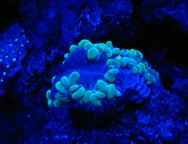 corals inverts - plerogyra sinuosa - bubble coral, green stocking in 75 gallons tank - Night Shot Green Bubble corals inverts - plerogyra sinuosa - bubble coral, green stocking in 75 gallons tank - Night Shot Green Bubble