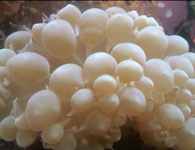 corals inverts - plerogyra sinuosa - bubble coral stocking in 10 gallons tank - close up of bubble coral corals inverts - plerogyra sinuosa - bubble coral stocking in 10 gallons tank - close up of bubble coral