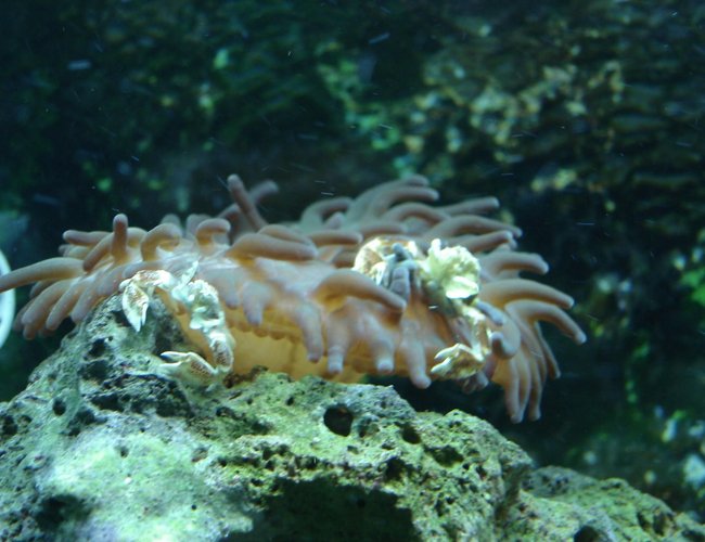 corals inverts - condylactis sp. - haitian reef anemone stocking in 76 gallons tank - Anenome and Crabs corals inverts - condylactis sp. - haitian reef anemone stocking in 76 gallons tank - Anenome and Crabs