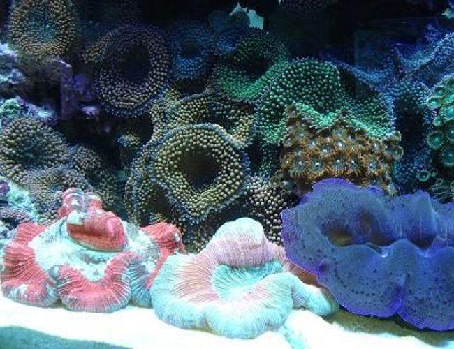 corals inverts - tridacna crocea - crocea clam, second grade stocking in 90 gallons tank - two brains, clam, zoos, and ricordea corals inverts - tridacna crocea - crocea clam, second grade stocking in 90 gallons tank - two brains, clam, zoos, and ricordea