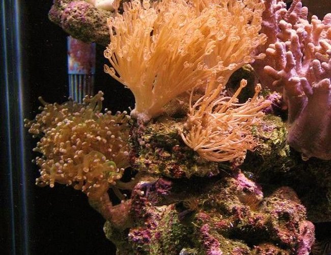 corals inverts - xenia elongata - silver branch pumping xenia stocking in 150 gallons tank - xenia after eight days recovery. corals inverts - xenia elongata - silver branch pumping xenia stocking in 150 gallons tank - xenia after eight days recovery.