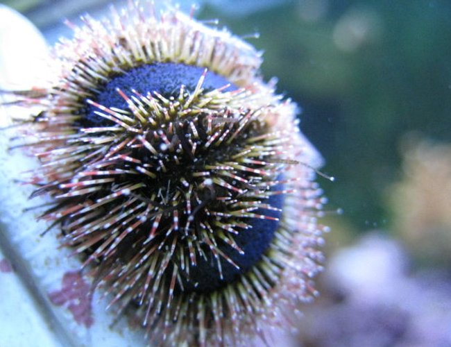 corals inverts - mespilia globulus - blue tuxedo urchin stocking in 125 gallons tank - Blue Tuxedo Urchin up close corals inverts - mespilia globulus - blue tuxedo urchin stocking in 125 gallons tank - Blue Tuxedo Urchin up close