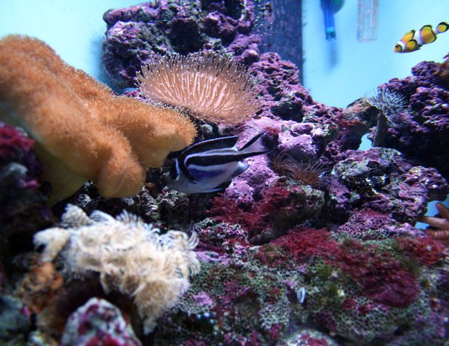 corals inverts - stichodactyla haddoni - red carpet anemone stocking in 41 gallons tank - A view of my current take (5 months old) corals inverts - stichodactyla haddoni - red carpet anemone stocking in 41 gallons tank - A view of my current take (5 months old)