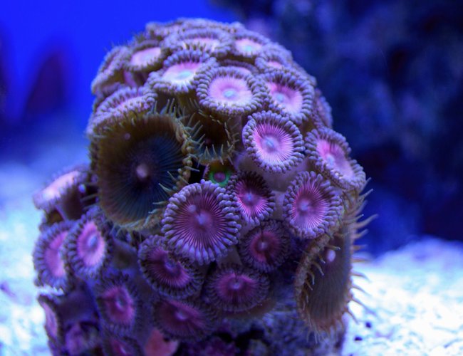 corals inverts - zoanthus sp. - button polyp, pink stocking in 65 gallons tank - pink zoanthus corals inverts - zoanthus sp. - button polyp, pink stocking in 65 gallons tank - pink zoanthus