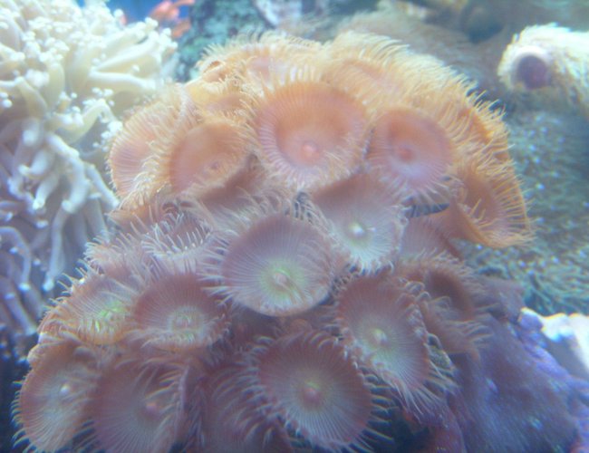 corals inverts - protopalythoa sp. - button polyp stocking in 150 gallons tank - green and orange paly's corals inverts - protopalythoa sp. - button polyp stocking in 150 gallons tank - green and orange paly's