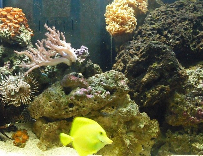 corals inverts - sabellastarte sp. - feather duster stocking in 65 gallons tank - 1 regal tang, 1 yellow tang, 1foxface, 1coral beauty, 1 lionfish, 3 engineer goby, 1 emerald crab, 1 sally lightfoot, 6 hermit crabs, 1 feather duster, 2 leathers, 1 greentip hammercoral, and 1group of polyps corals inverts - sabellastarte sp. - feather duster stocking in 65 gallons tank - 1 regal tang, 1 yellow tang, 1foxface, 1coral beauty, 1 lionfish, 3 engineer goby, 1 emerald crab, 1 sally lightfoot, 6 hermit crabs, 1 feather duster, 2 leathers, 1 greentip hammercoral, and 1group of polyps