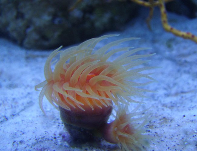 corals inverts - dendrophylliidae - dendrophyllia stocking in 220 gallons tank - Orange Japanese Dendrophylia corals inverts - dendrophylliidae - dendrophyllia stocking in 220 gallons tank - Orange Japanese Dendrophylia
