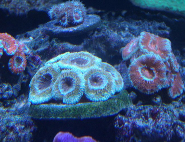 corals inverts - acanthastrea lordhowensis - aussie acan lord stocking in 220 gallons tank - Acans corals inverts - acanthastrea lordhowensis - aussie acan lord stocking in 220 gallons tank - Acans
