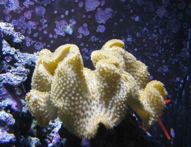 corals inverts - sarcophyton elegans - yellow fiji leather coral stocking in 120 gallons tank - Yellow Fiji Leather corals inverts - sarcophyton elegans - yellow fiji leather coral stocking in 120 gallons tank - Yellow Fiji Leather