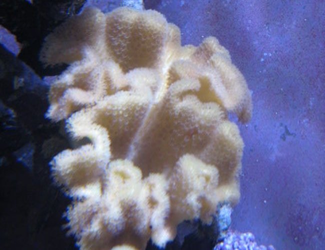 corals inverts - sarcophyton elegans - yellow fiji leather coral stocking in 46 gallons tank - Corals corals inverts - sarcophyton elegans - yellow fiji leather coral stocking in 46 gallons tank - Corals