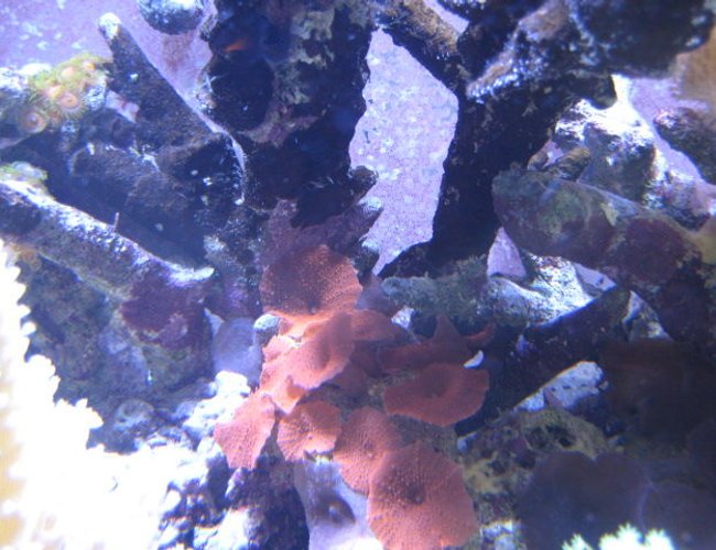 corals inverts - actinodiscus sp. - red mushroom stocking in 46 gallons tank - Corals corals inverts - actinodiscus sp. - red mushroom stocking in 46 gallons tank - Corals