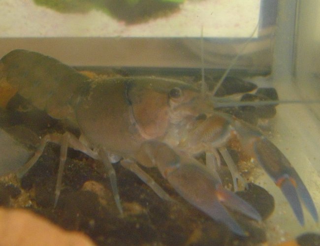 corals inverts - cherax sp. - sunburst fire lobster stocking in 6 gallons tank corals inverts - cherax sp. - sunburst fire lobster stocking in 6 gallons tank