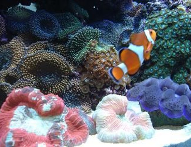corals inverts - trachyphyllia geoffroyi - brain coral, trachyphyllia stocking in 90 gallons tank - My big funny clown corals inverts - trachyphyllia geoffroyi - brain coral, trachyphyllia stocking in 90 gallons tank - My big funny clown